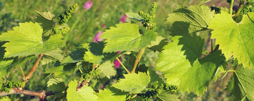 Cépage Malbec sur son terroir de prédilection : Cahors